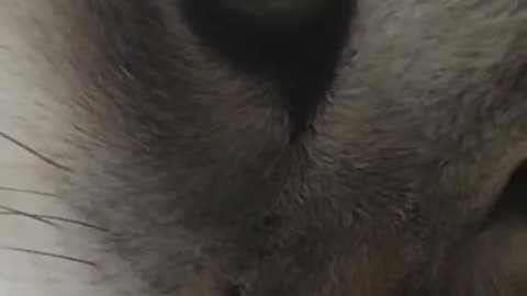 "This Cat Just Licked the Future… And It Tastes Like Chaos."