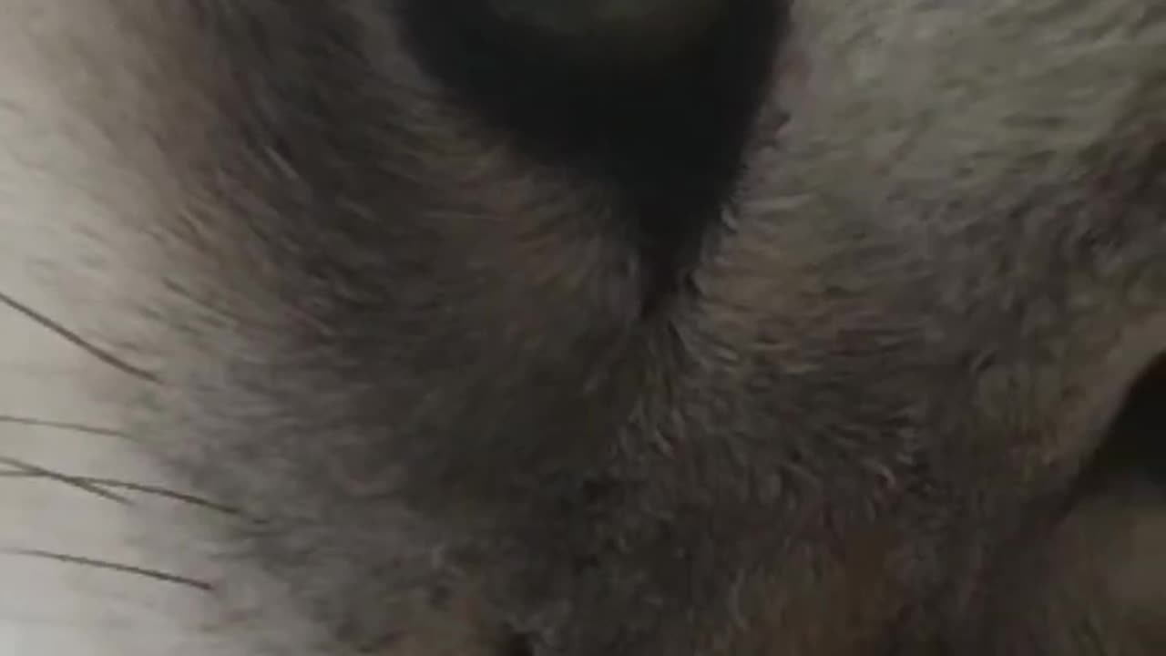 "This Cat Just Licked the Future… And It Tastes Like Chaos."