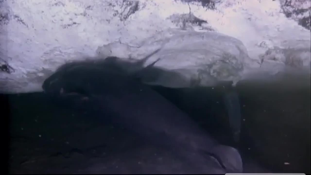 Giants of the Abyss: Surviving in the Ocean's Darkest Depths! 🌊 🦑