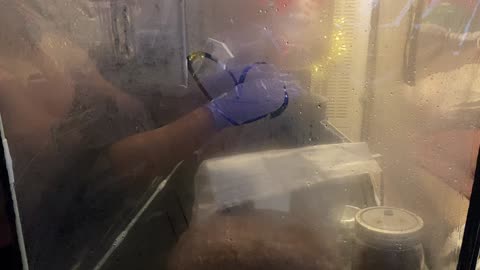 No Edits, Just Fungi - King Stropharia & Shiitake Inoculation In A Steamy SAB!