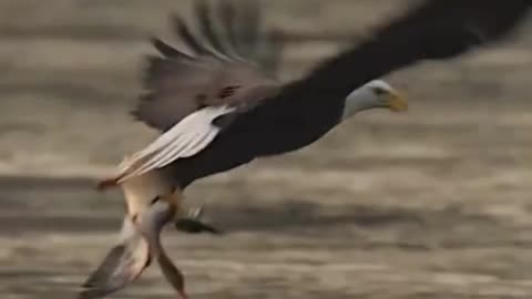 BRUTAL & SHOCKING! Savage Animal Moments Caught on Camera 35😱🔥