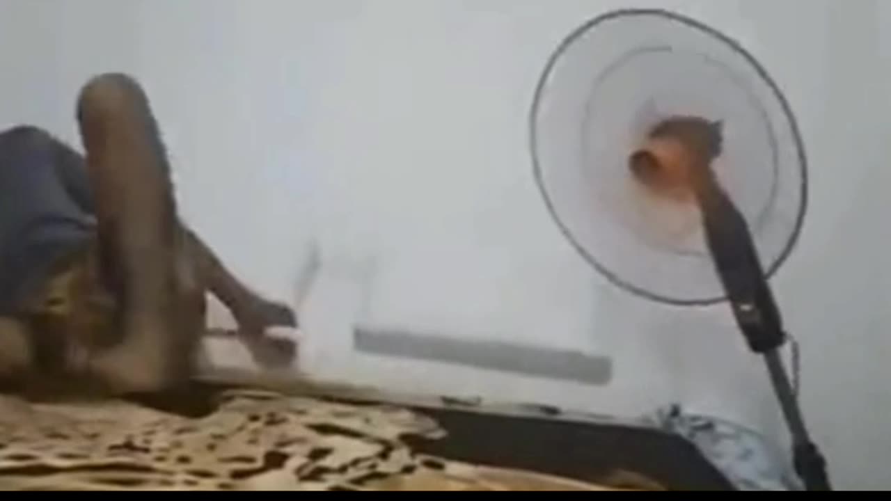 Fan