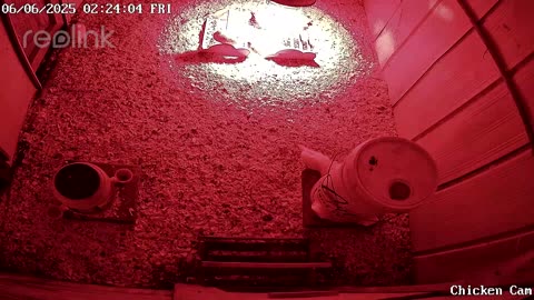 Millar Time Chicken Cam
