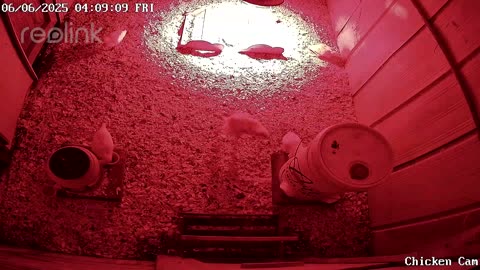 Millar Time Chicken Cam