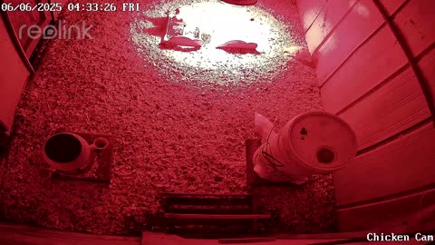 Millar Time Chicken Cam