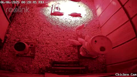 Millar Time Chicken Cam