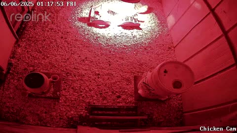 Millar Time Chicken Cam
