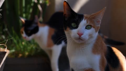 Playful Chaos Behind the Purrfect Selfie 📄 Description: