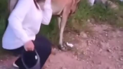 “Girl Teases Cow — Gets Kicked and Thrown | Shocking Footage”