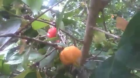 A surinam cherry tree, there is a fruit ripe, another ripening and a green one [Nature & Animals]