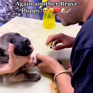 Dramatic Dogs React to Vet Visits واکنش‌های دراماتیک سگ‌ها به دکتر رفتن