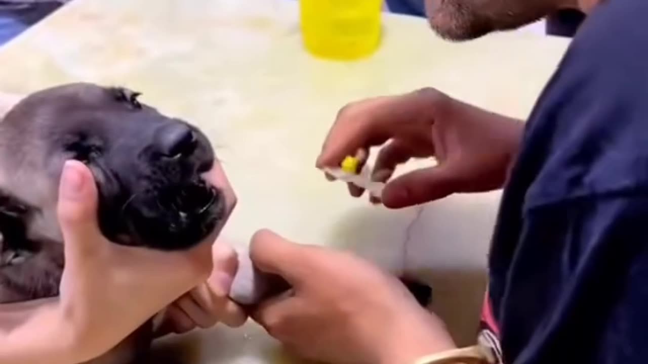 Dramatic Dogs React to Vet Visits واکنشهای دراماتیک سگها به دکتر رفتن
