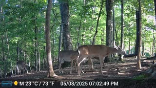 The Woods – 05/09/2025