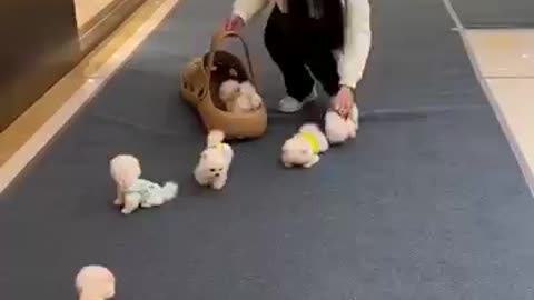 teacup dog breeds / teacup puppies🐕 #shorts #dog #toys #cute #puppy #cutepuppy #cutepup #puppyvideos