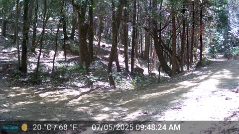 Mama Deer with 2 Babies - Zoomies