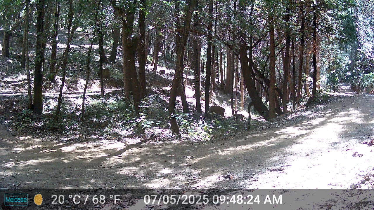 Mama Deer with 2 Babies - Zoomies