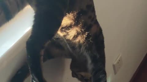 Unlucky cat