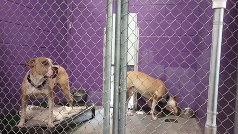 Titan-forehead white sliver Atlas 2.5ys Pet Ids 947131 947132 kennel 25 HSSAZ shelter_20250613_522