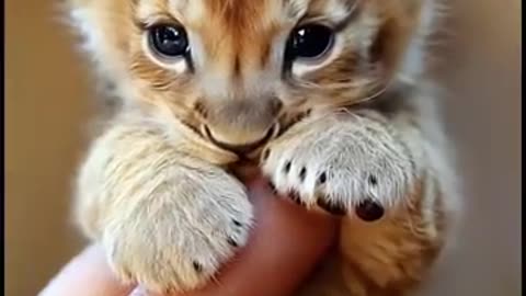 Take a look at this! 🧐 The smallest lion you’ve ever seen!