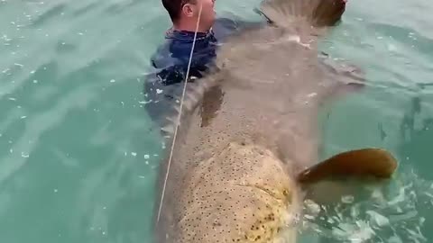 Big giant grouper