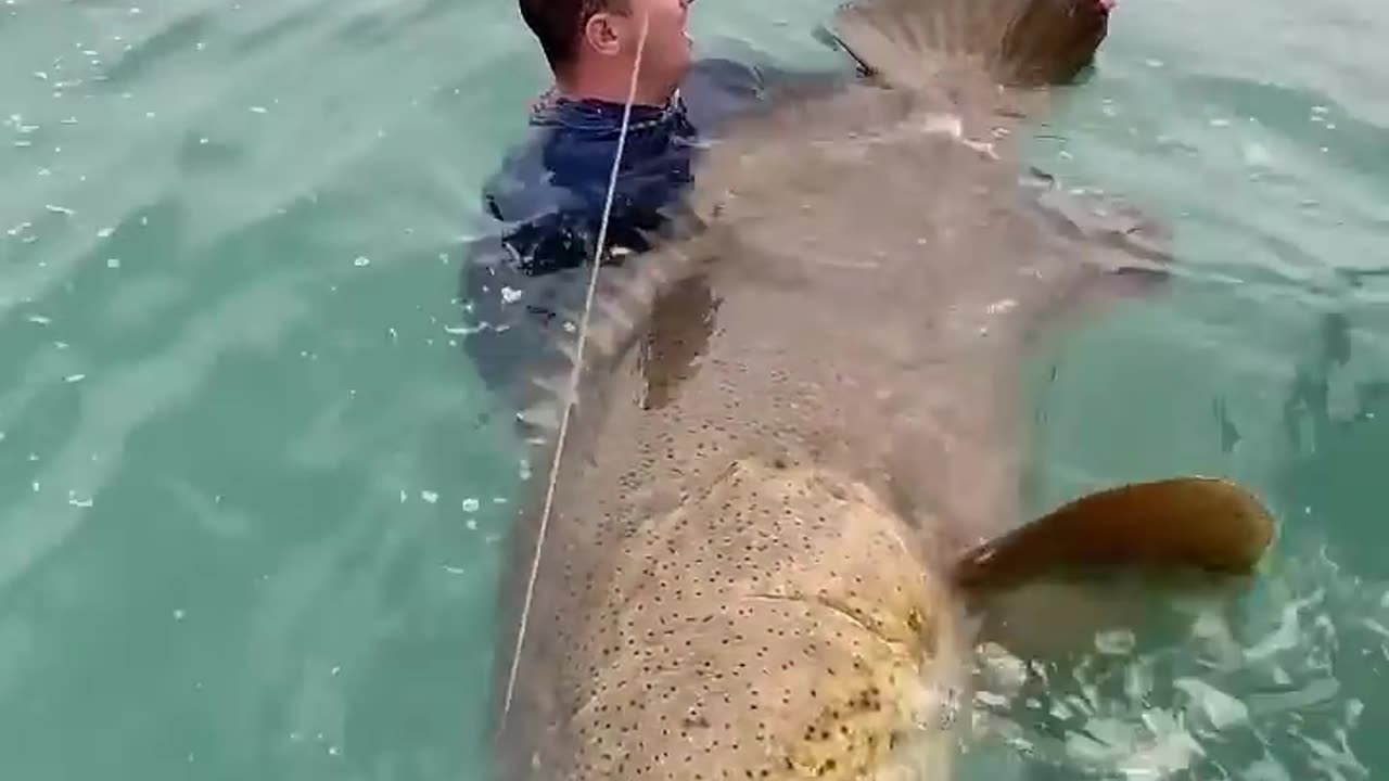 Big giant grouper