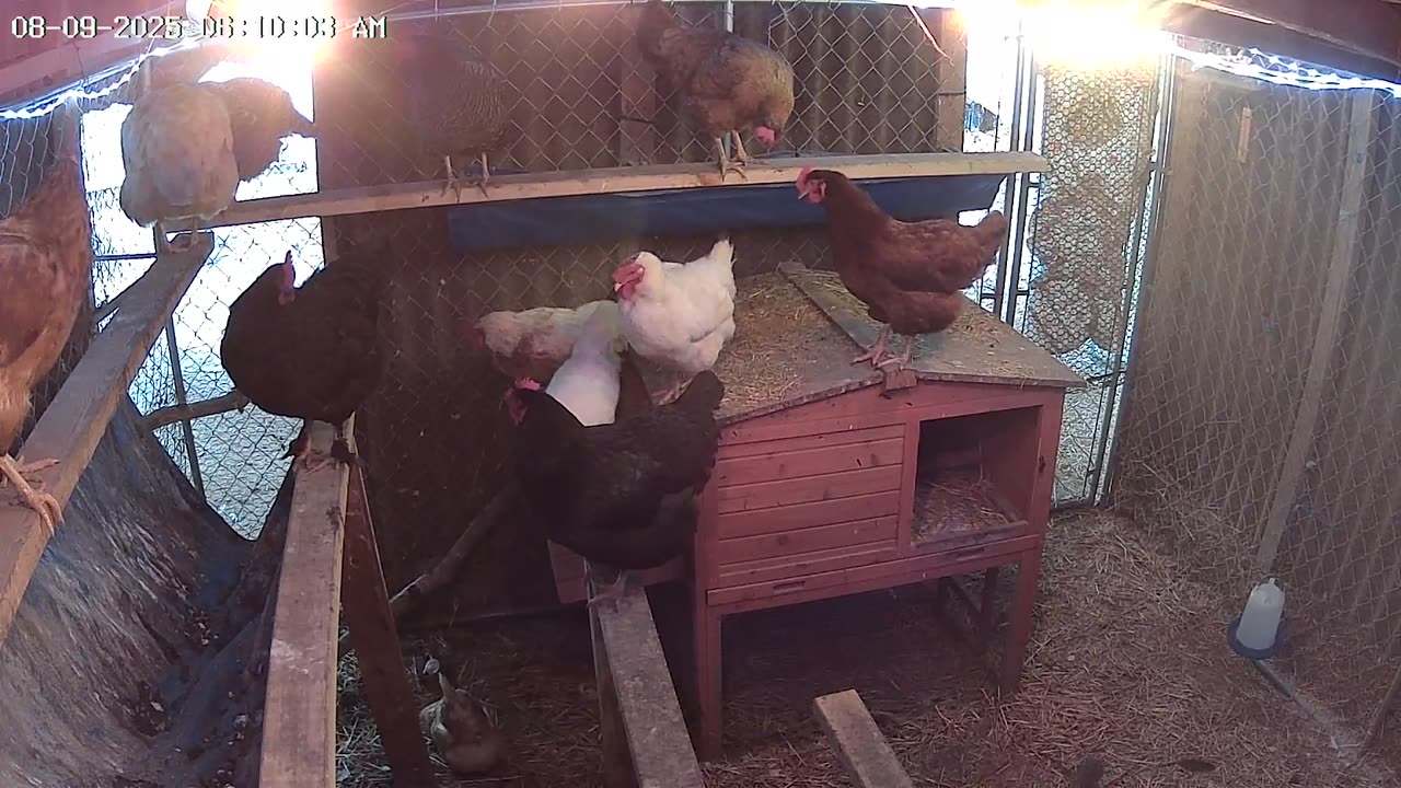I Heard A Rooster?