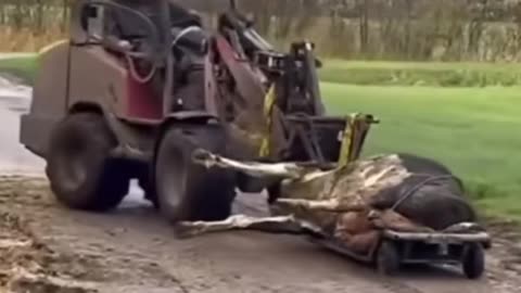 Scandinavian Farmers Are Being Forced To Feed Their Cows Bovaire & The Cows Are Getting Very Ill