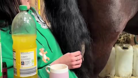😂🐶 This Dog's Lapdog Attempt is Hilarious! | FunFM