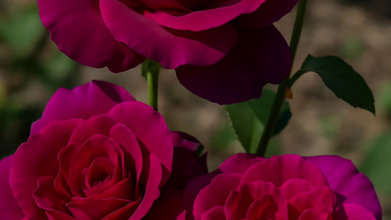 5 Roses that are EXTREMELY fragrant