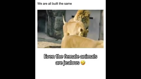 Daddy Goat 24/7 - Out Of Context Memes & Videos