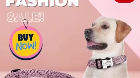 Unique Personalized Dog Collars: Custom Name Tags-CurliTail