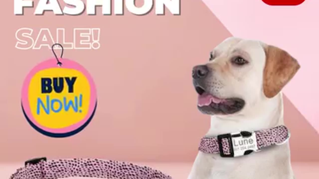 Unique Personalized Dog Collars: Custom Name Tags-CurliTail