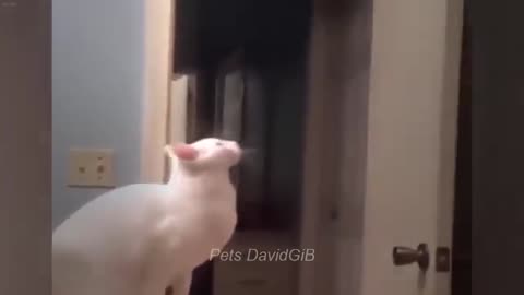 Funny cats