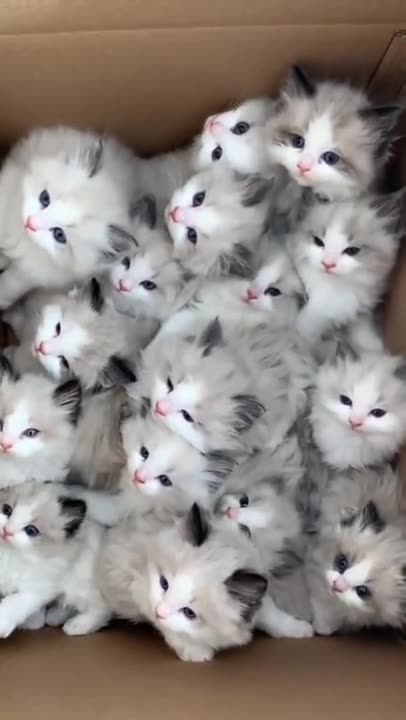 4 X 4 cloned kitties