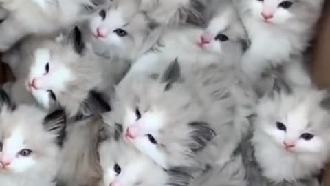 4 X 4 cloned kitties