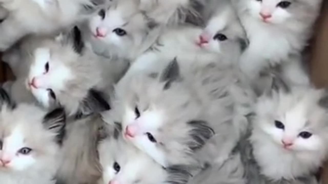 4 X 4 cloned kitties