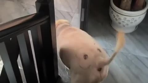 🐶🐘 Dog vs Elephant! | FunFM