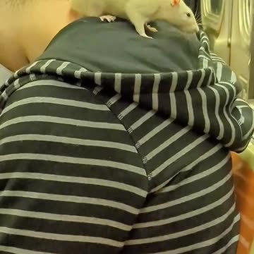 Animals in American Subway 😂