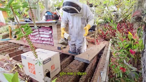 Biggest Hive Discovered in Years