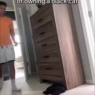 WAIT FOR IT… Mission Impawsible: The FINAL Reckoning! 😹 FUNNY CATS MEMES 2025