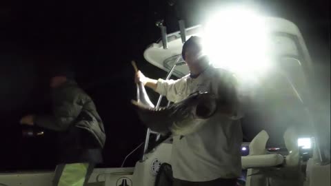 Fishermen Catch a Cobia: Guess the Weight of This Slippery Fish!