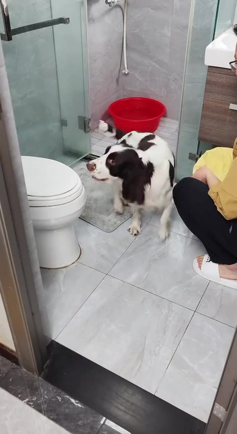 Independent doggy 👍😊