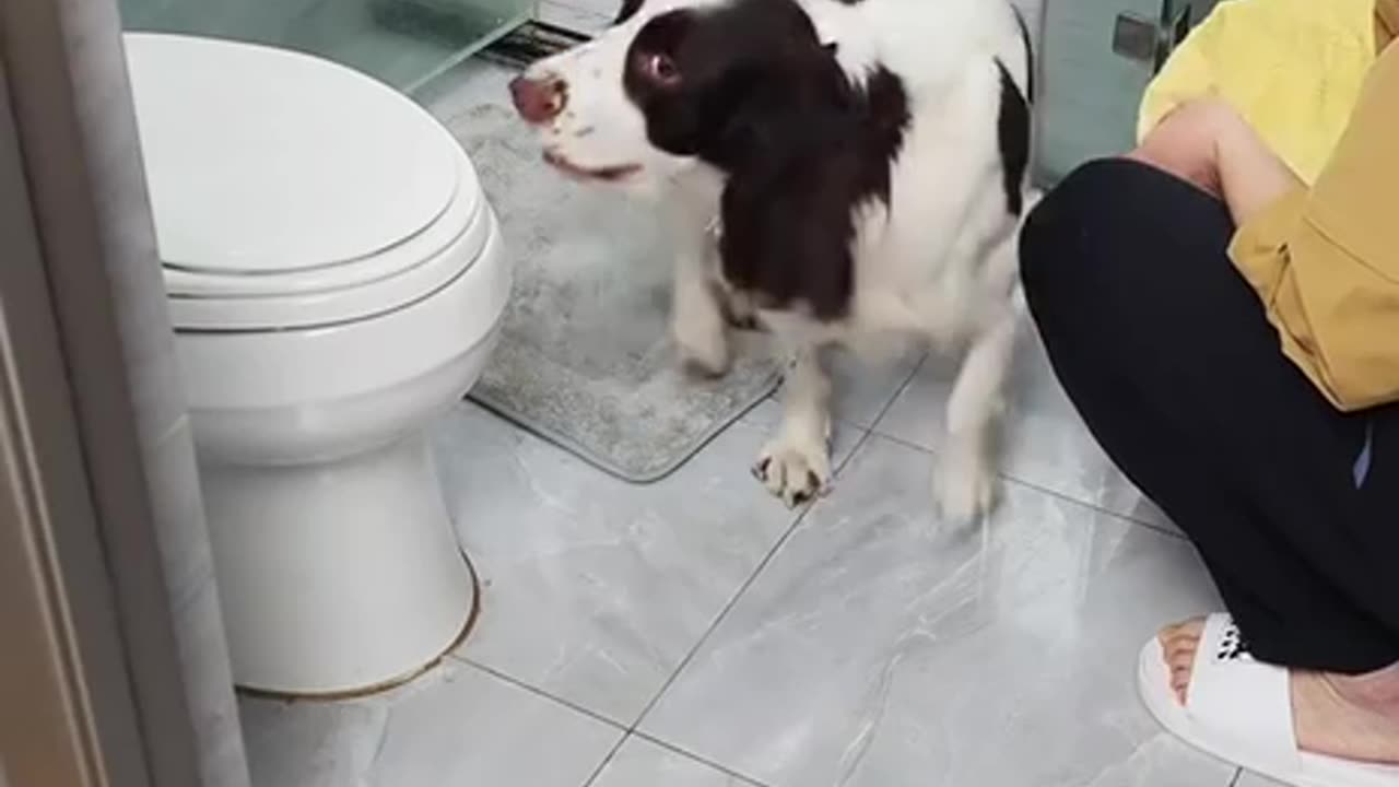 Independent doggy 👍😊