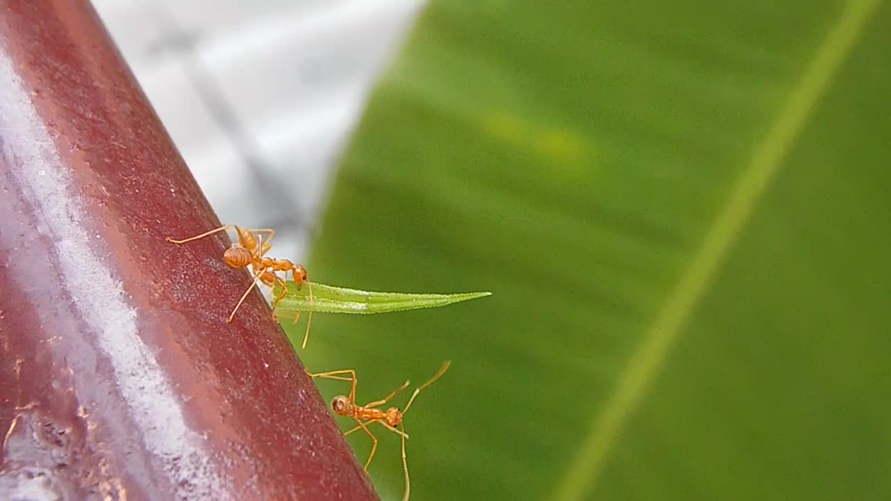 "Ants on a Leaf Mission — But One Stops for a Quick Antenna Wipe!"