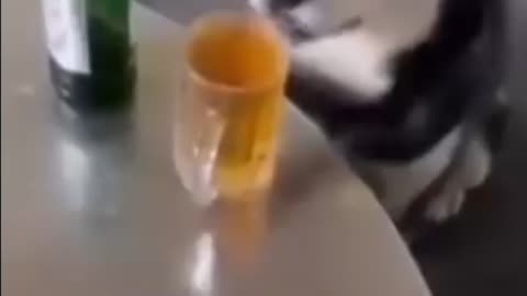 When a dog got some drink