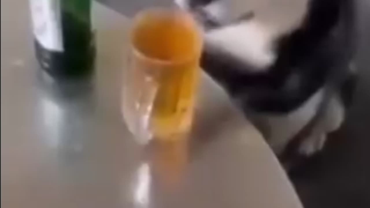 When a dog got some drink