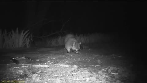 EA 76 - A Somewhat Patient Cat and a Paranoid Raccoon