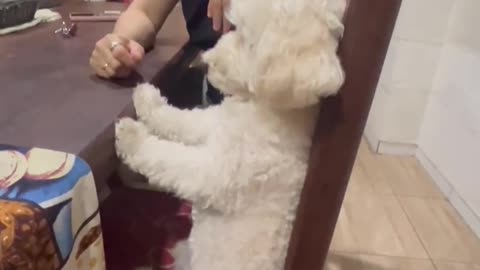 Dog Sits Like a Human While Being Scolded