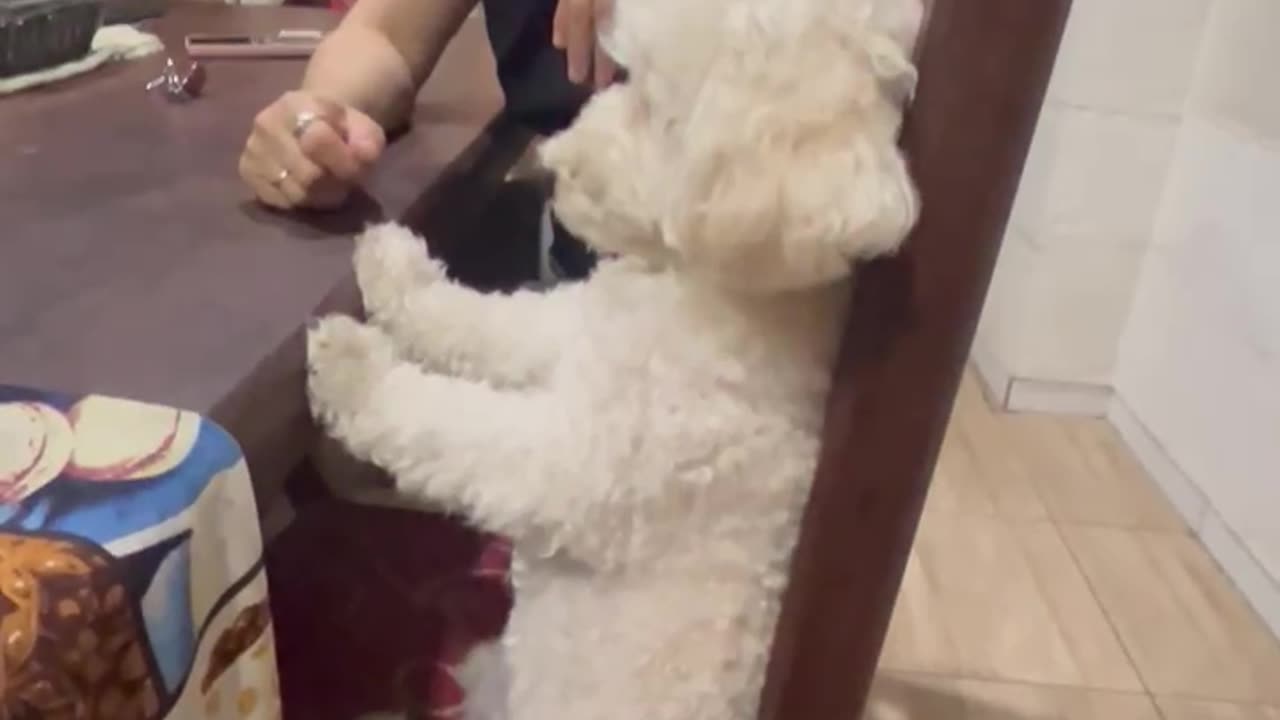 Dog Sits Like a Human While Being Scolded