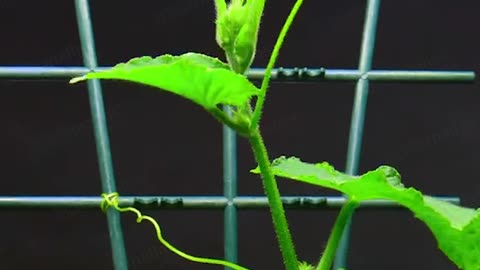 ¿Cómo funcionan los zarcillos?